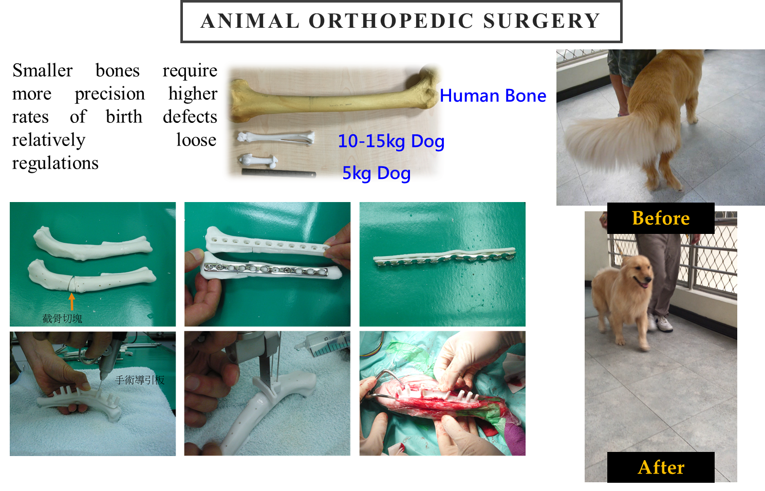 animal orthopedic surgery
